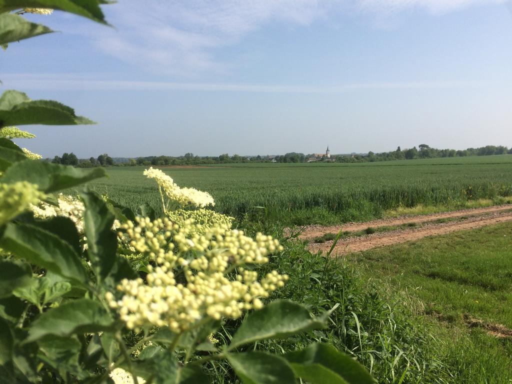 阿尔特黑曼特公寓 Schwegenheim 外观 照片