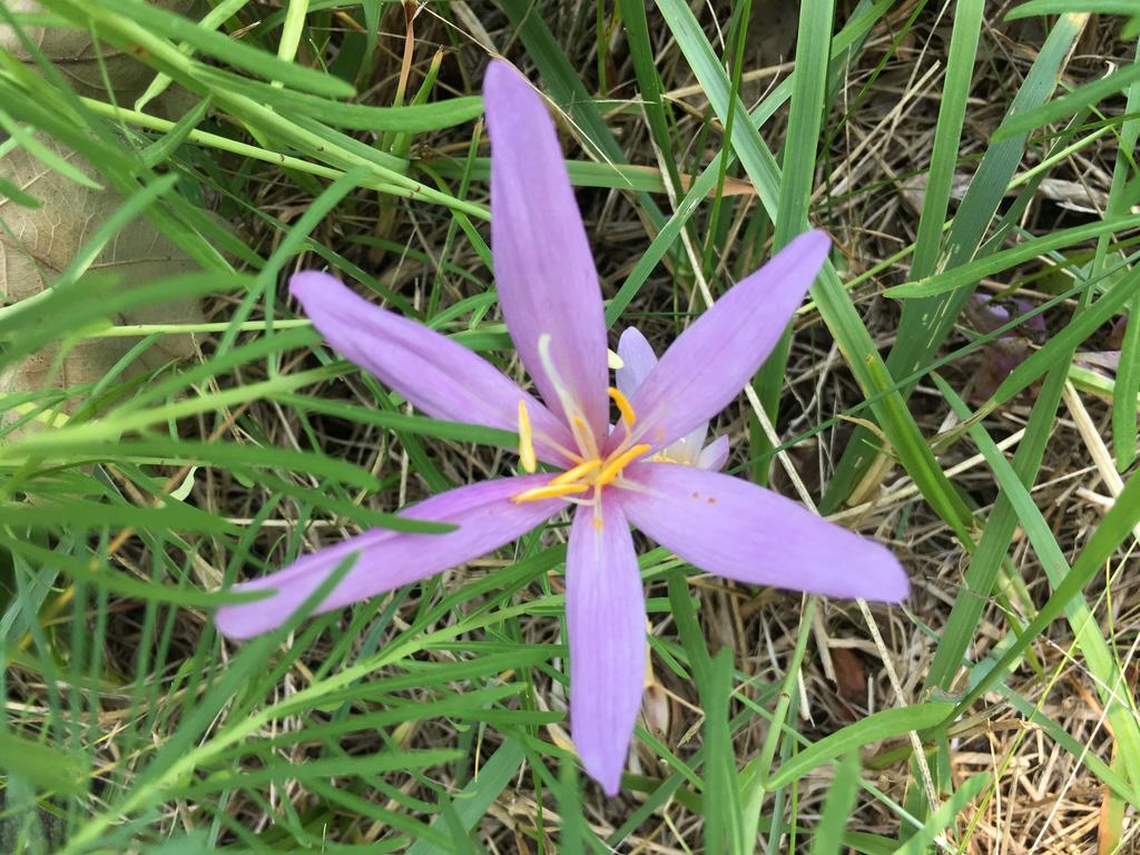 阿尔特黑曼特公寓 Schwegenheim 外观 照片